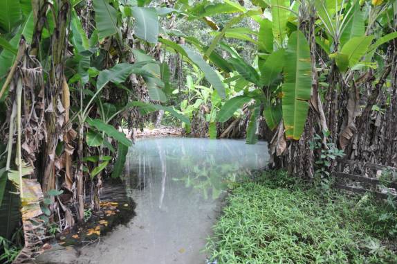 Fervedouro e as tradicionais bananeiras, próximo à Mateiros, região do Jalapão - TO